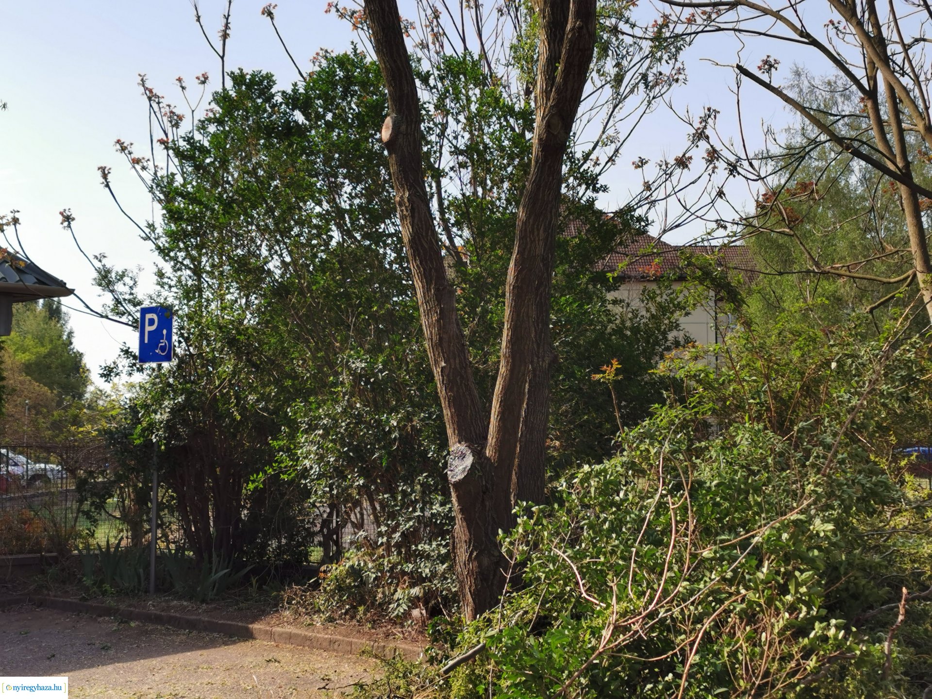 Gallyazás több helyen 0429