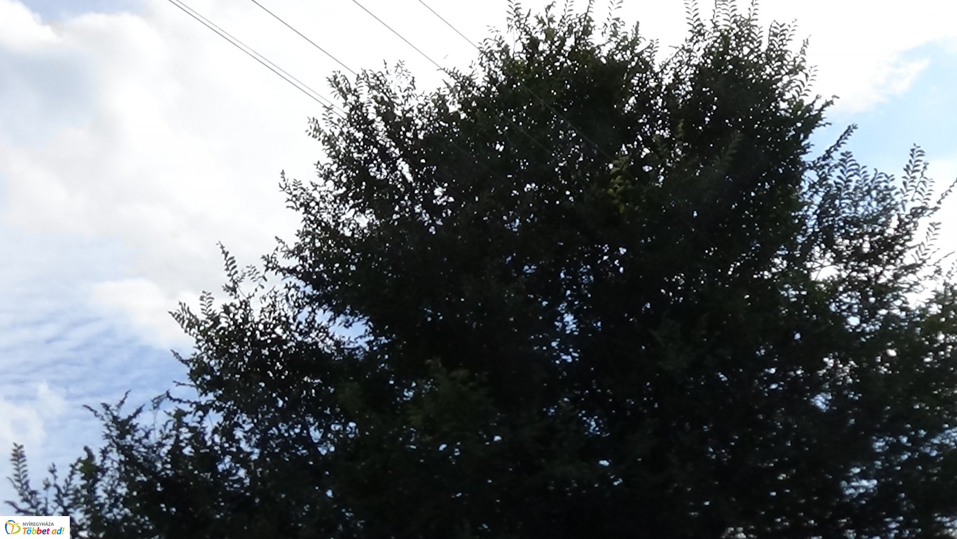 Gallyazási munkálatok a Rozmaring utcán