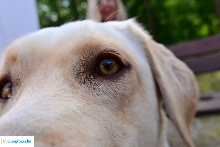 Gyepmesteri nap 2024