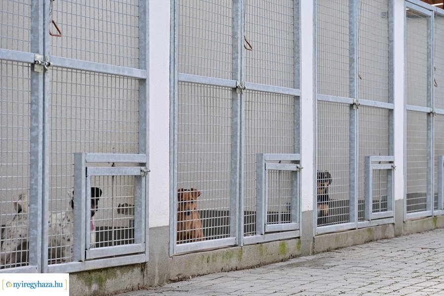 Gyepmesteri nap 2024