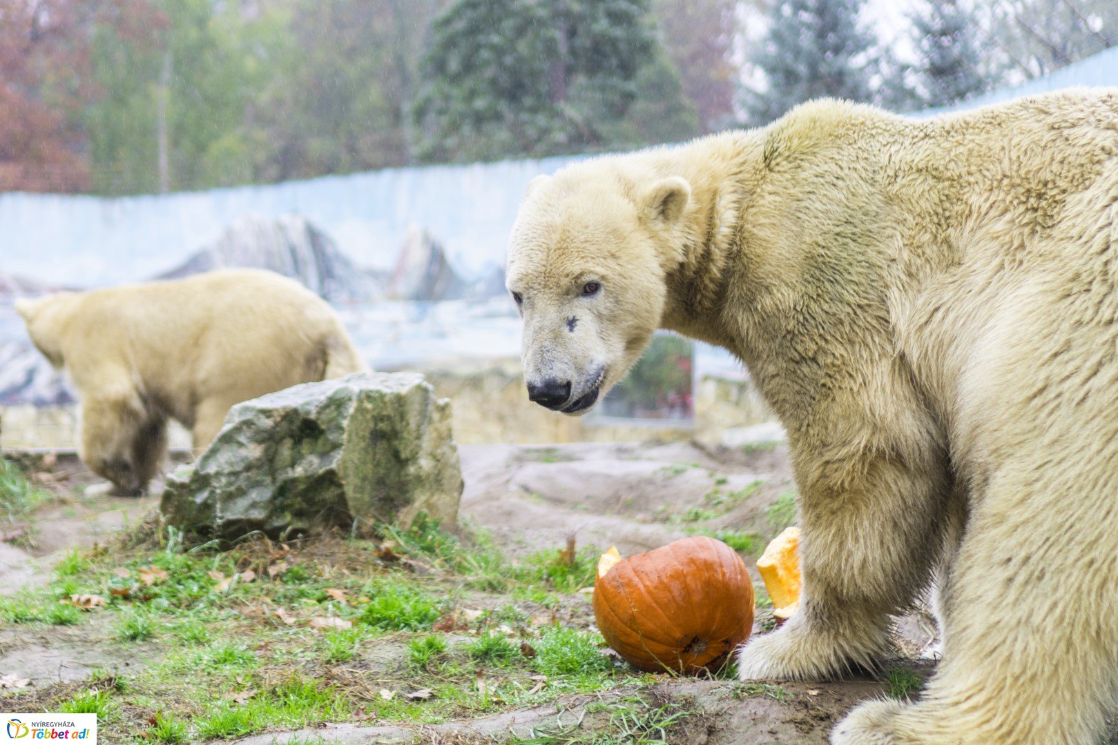 Halloween a Nyíregyházi Állatparkban 2.
