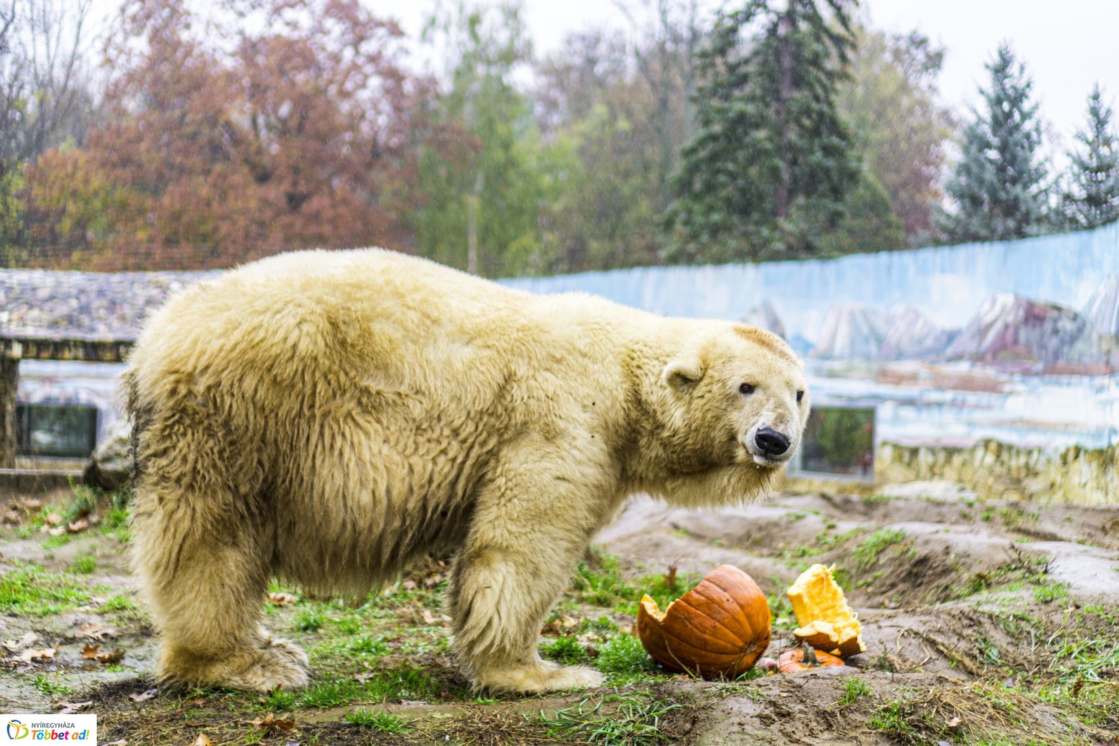 Halloween a Nyíregyházi Állatparkban 2.