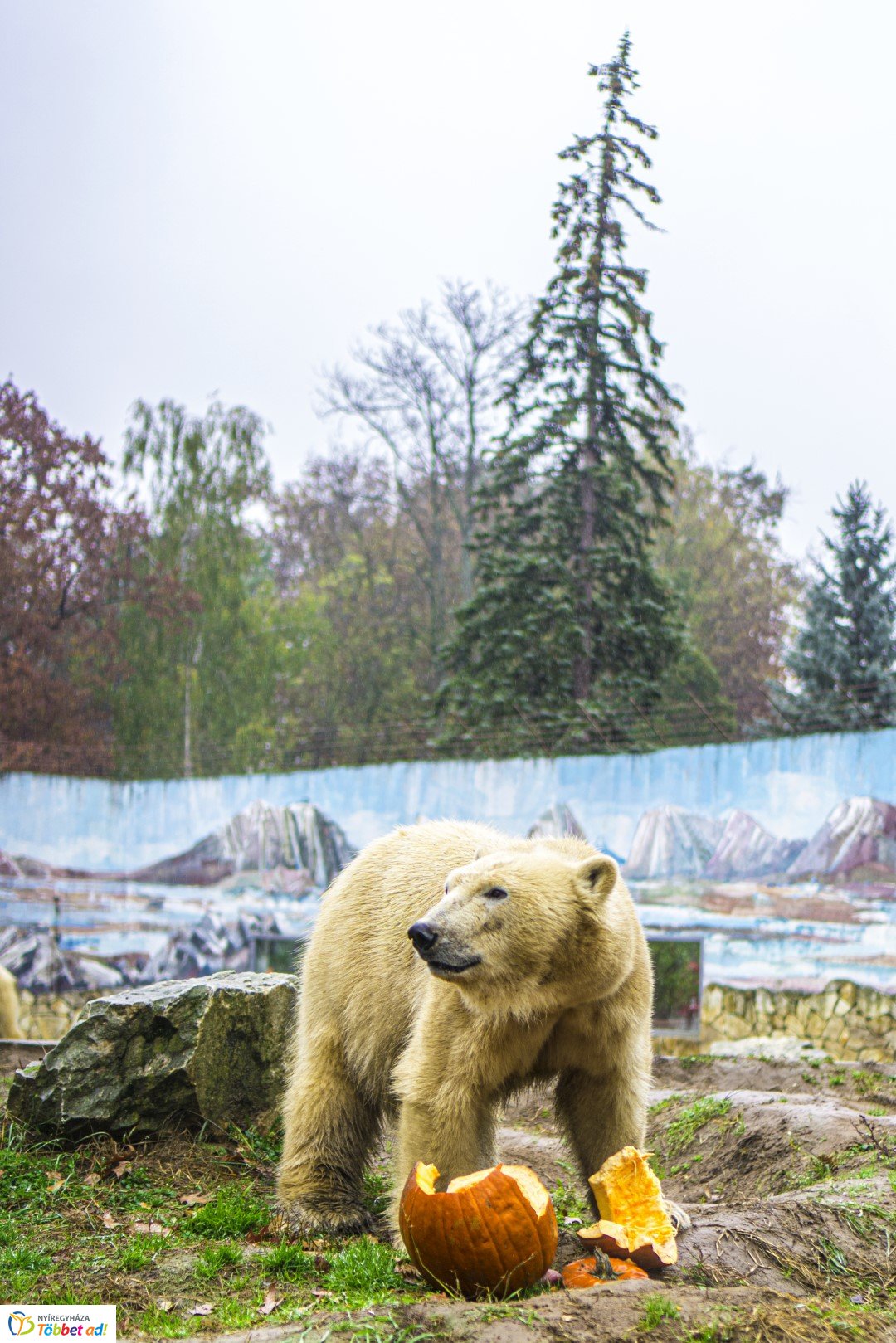 Halloween a Nyíregyházi Állatparkban 2.