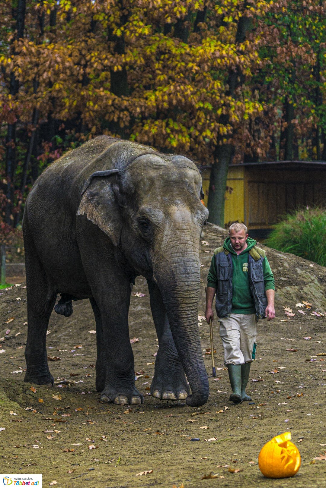 Halloween a Nyíregyházi Állatparkban 2.