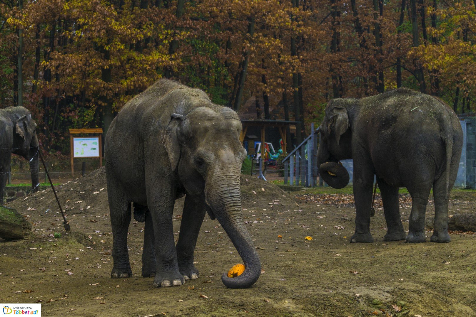 Halloween a Nyíregyházi Állatparkban 2.