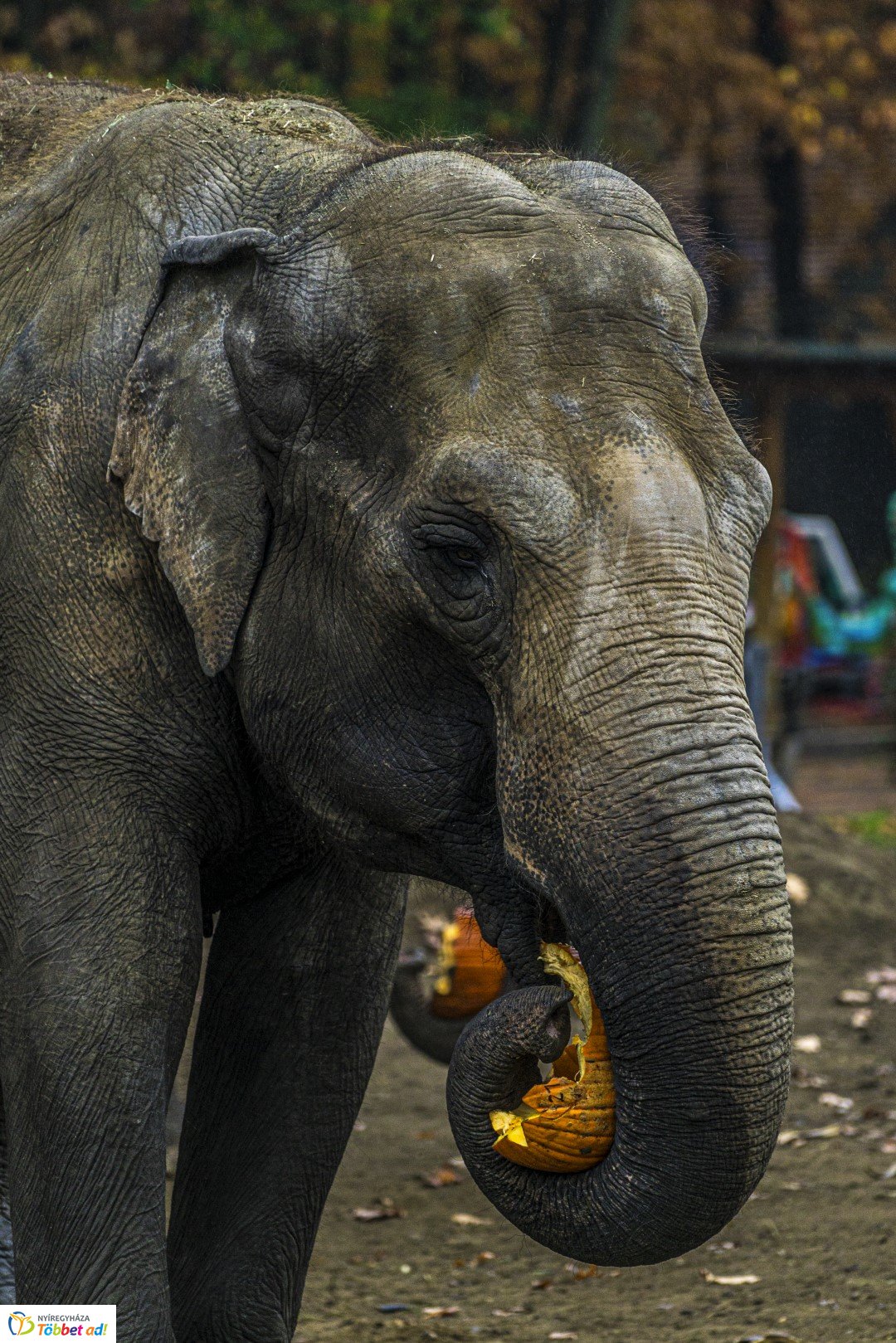 Halloween a Nyíregyházi Állatparkban 2.