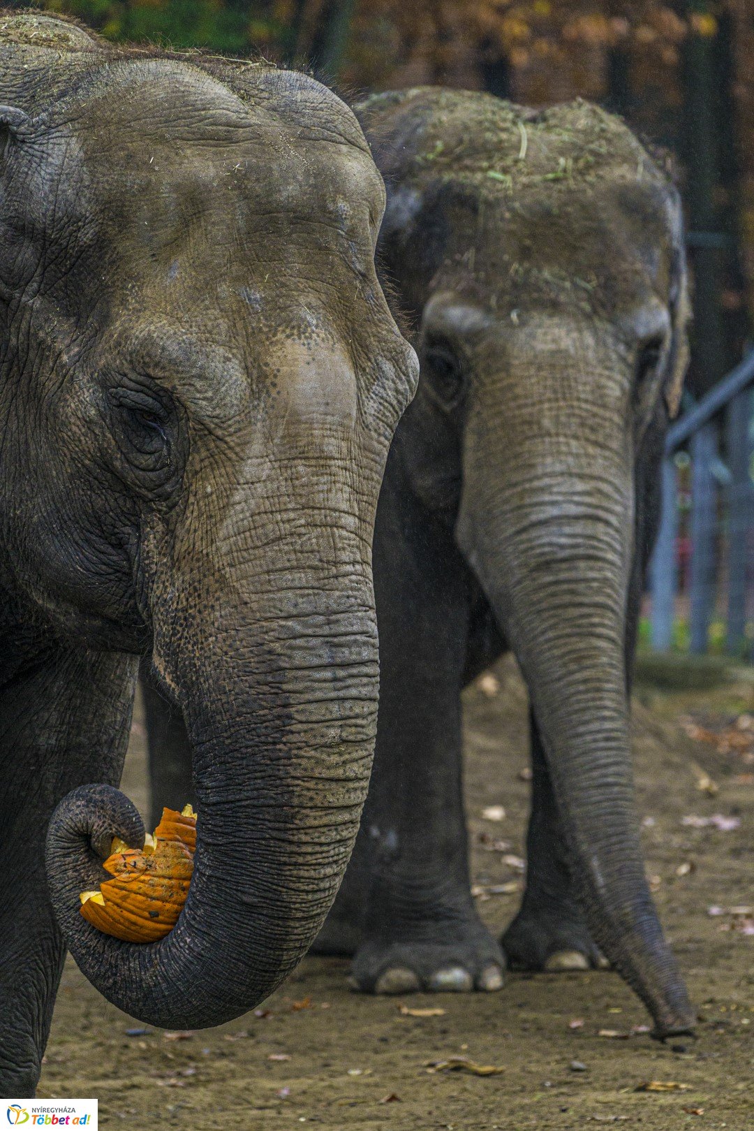 Halloween a Nyíregyházi Állatparkban 2.