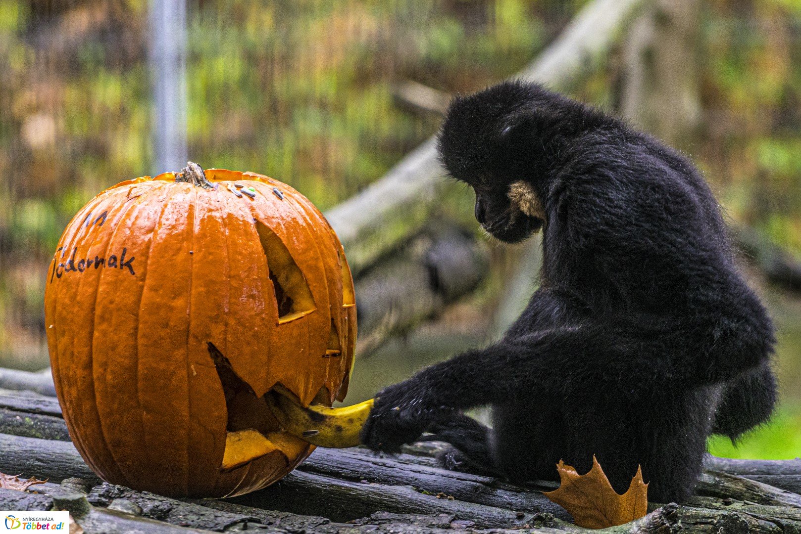 Halloween a Nyíregyházi Állatparkban 2.