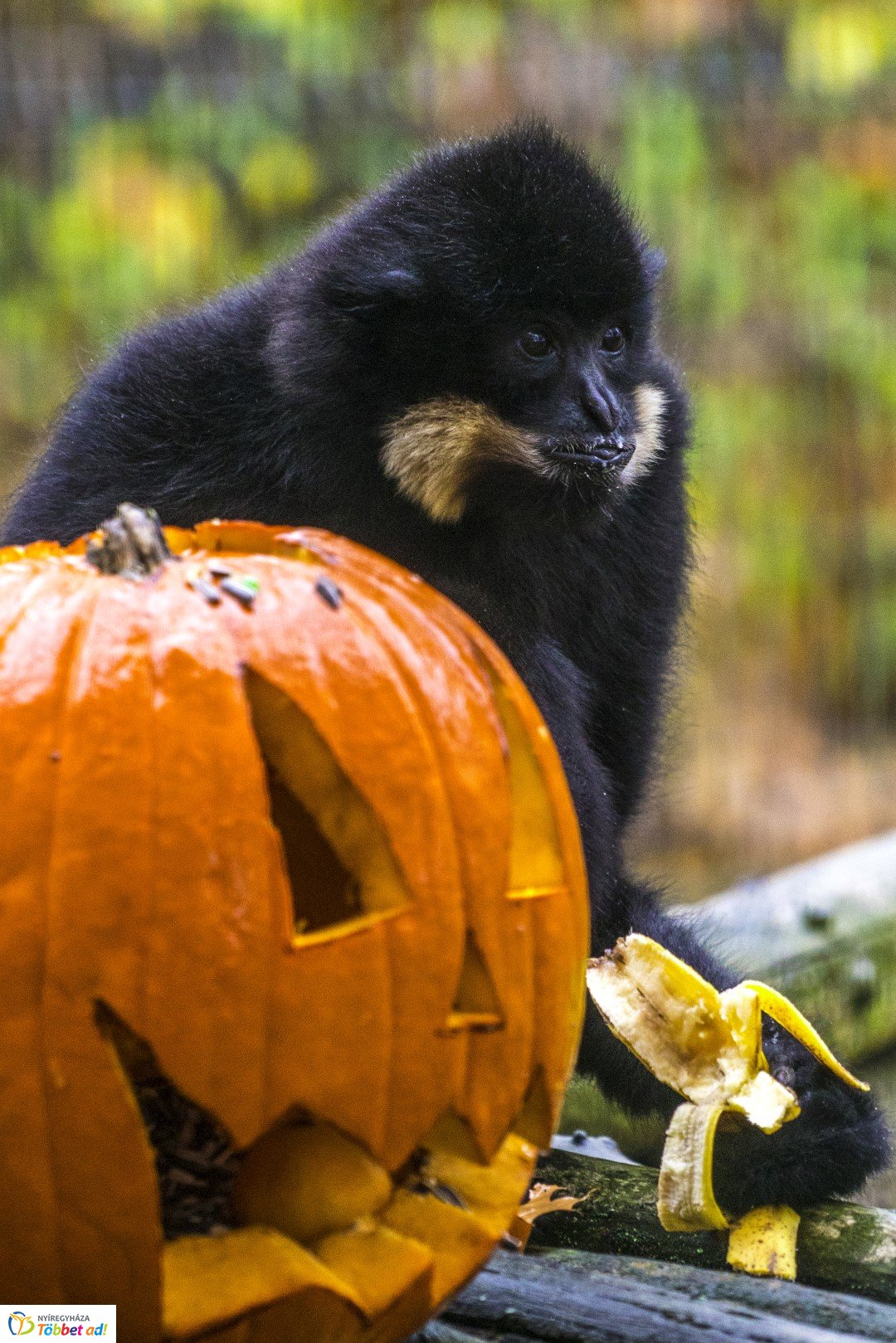 Halloween a Nyíregyházi Állatparkban 2.
