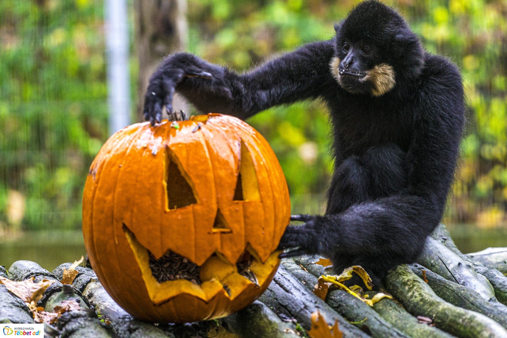 Halloween a Nyíregyházi Állatparkban 2.