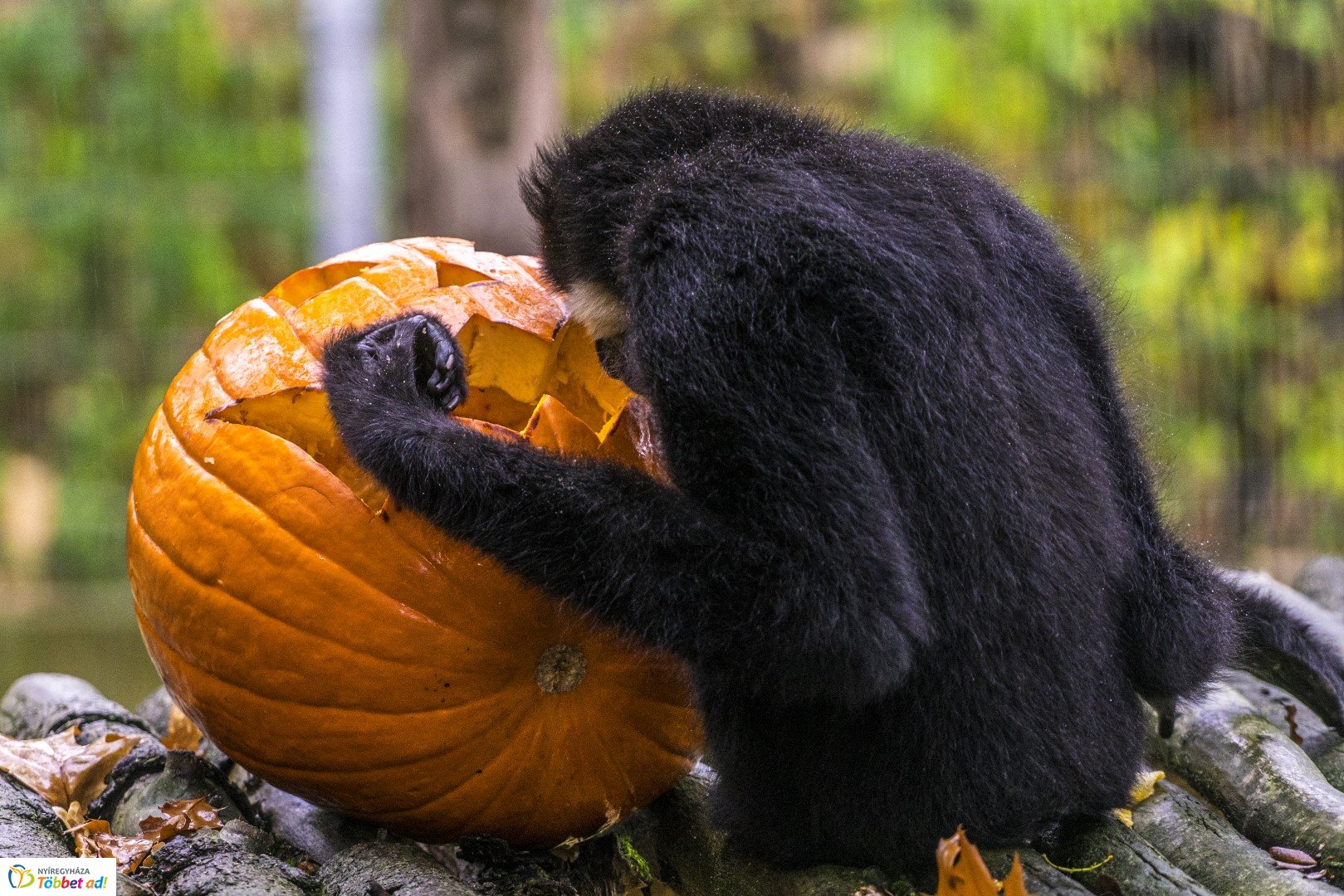 Halloween a Nyíregyházi Állatparkban 2.