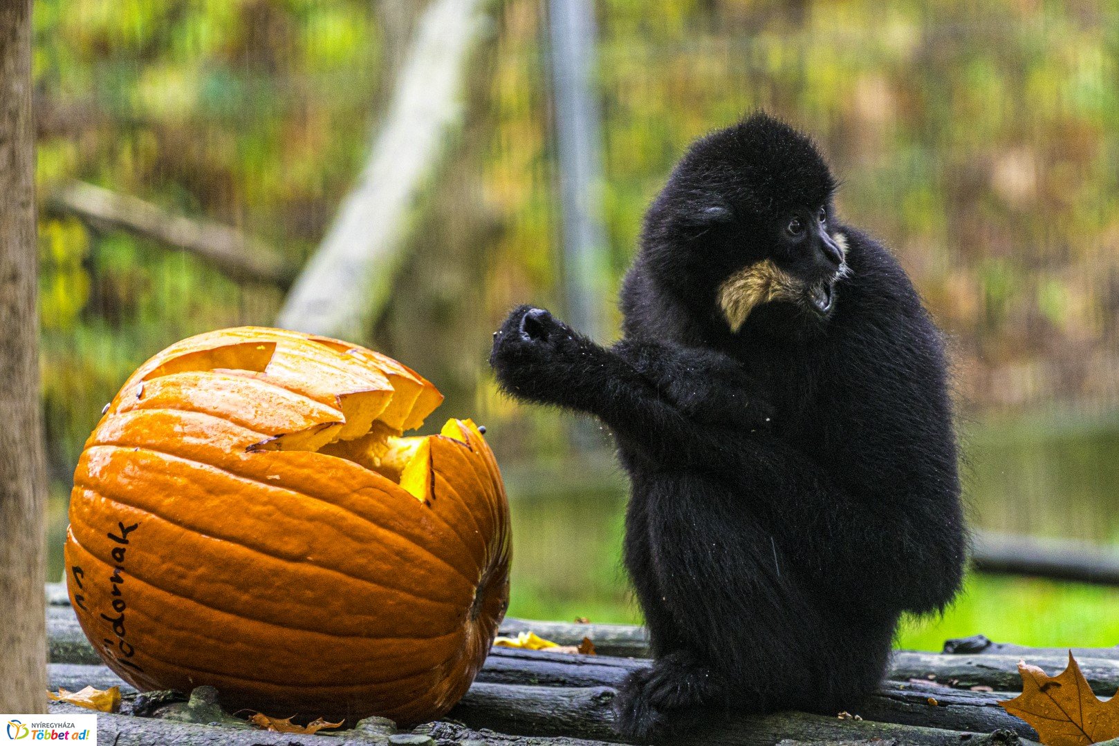 Halloween a Nyíregyházi Állatparkban 2.