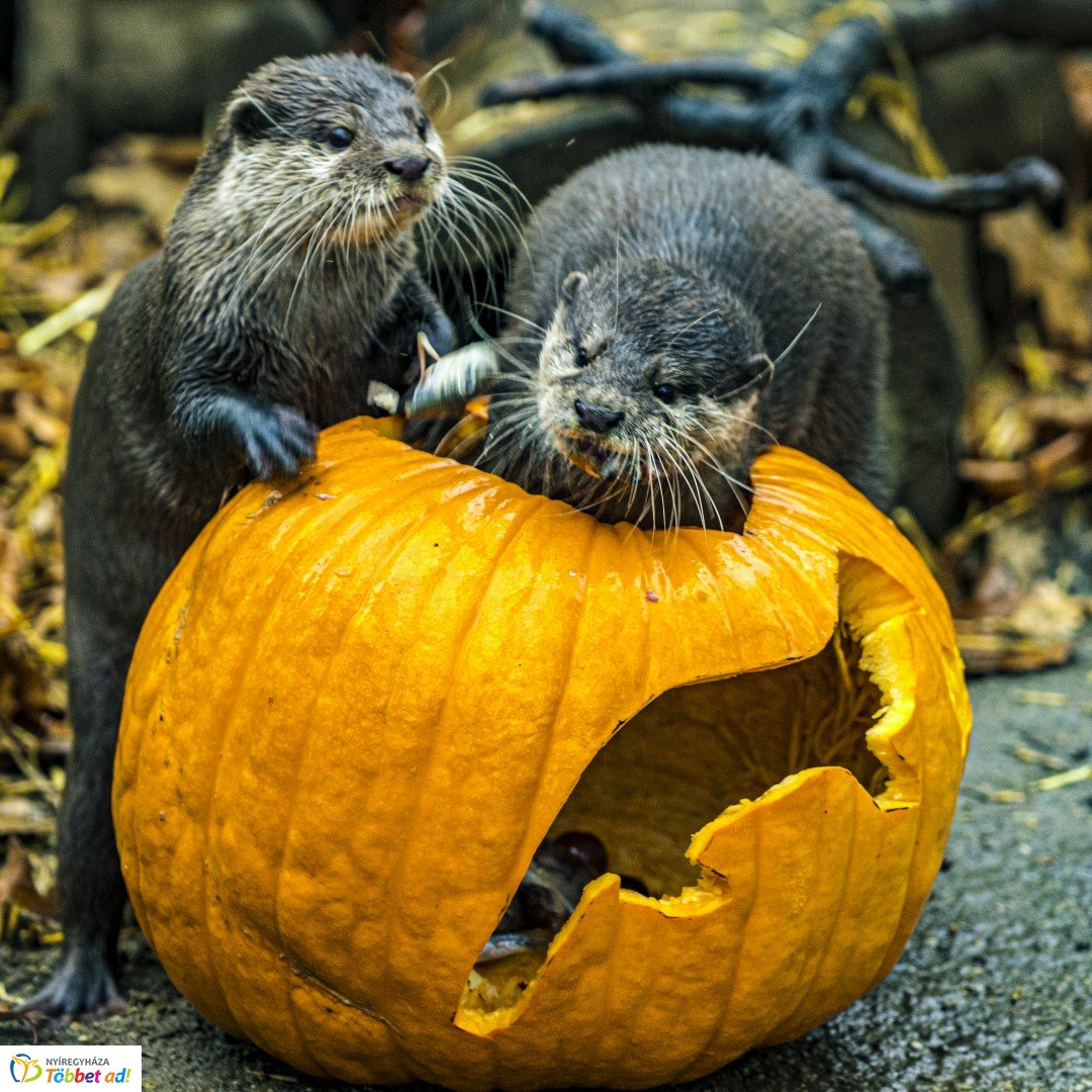 Halloween a Nyíregyházi Állatparkban 2.