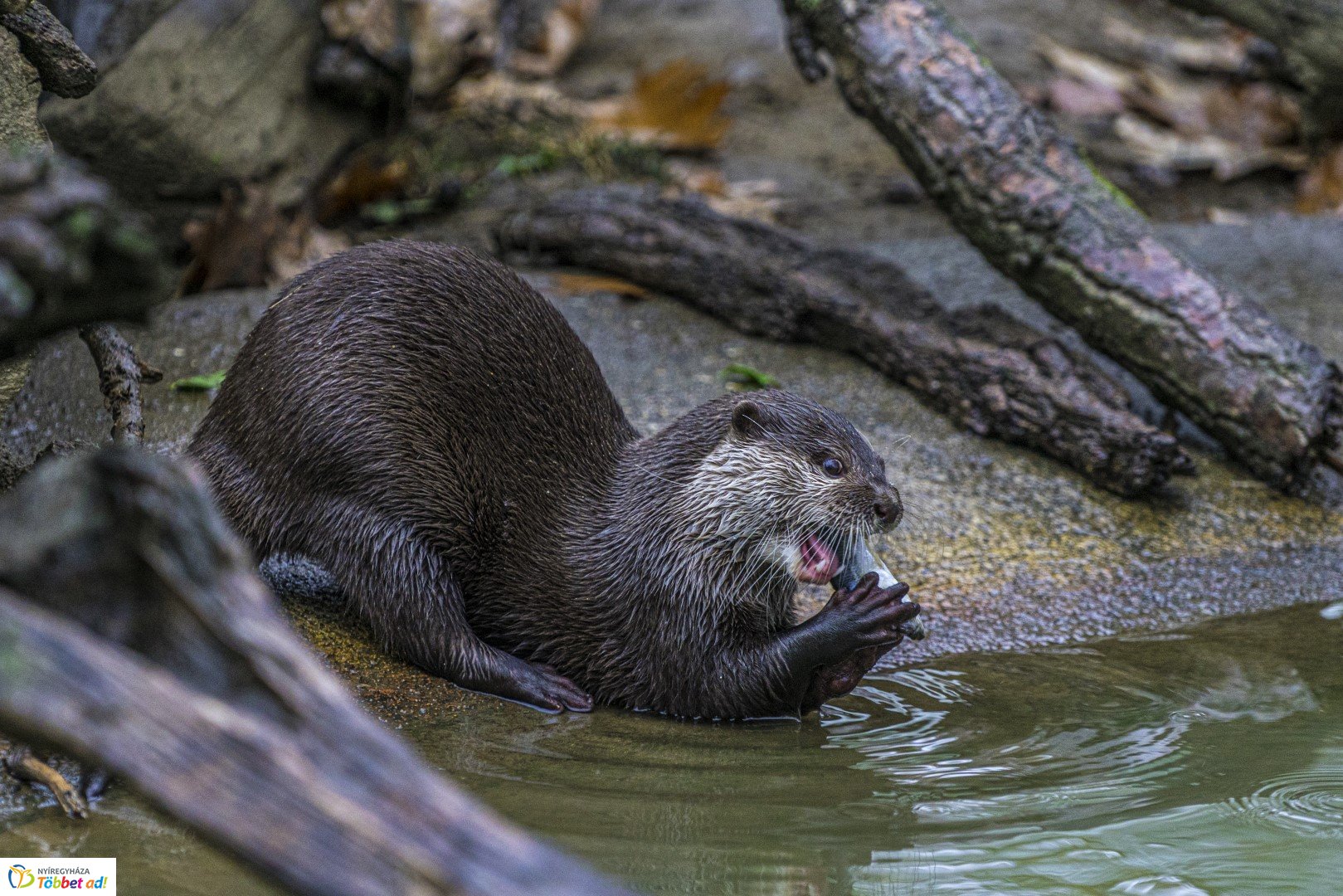Halloween a Nyíregyházi Állatparkban 2.