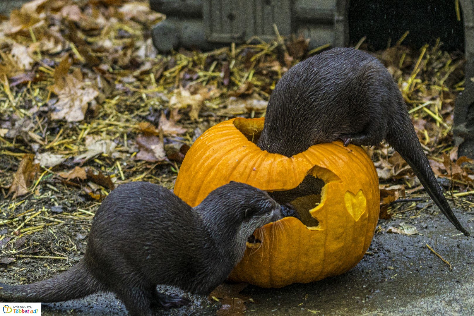 Halloween a Nyíregyházi Állatparkban 2.