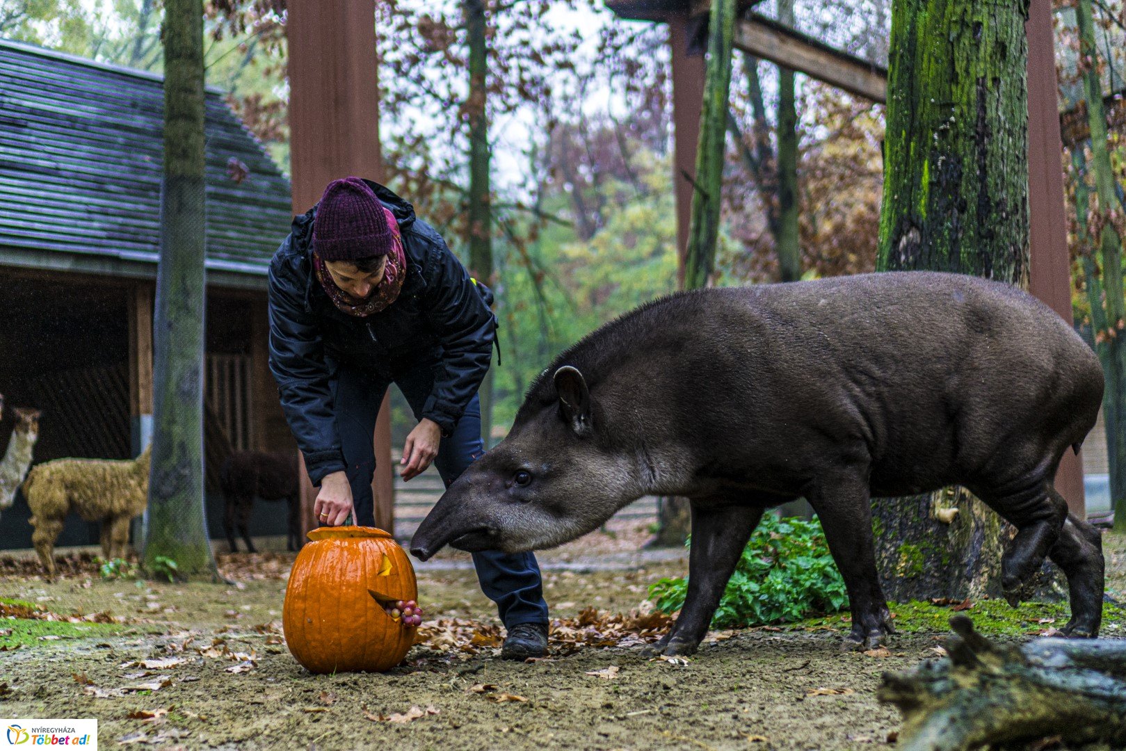 Halloween a Nyíregyházi Állatparkban 2.