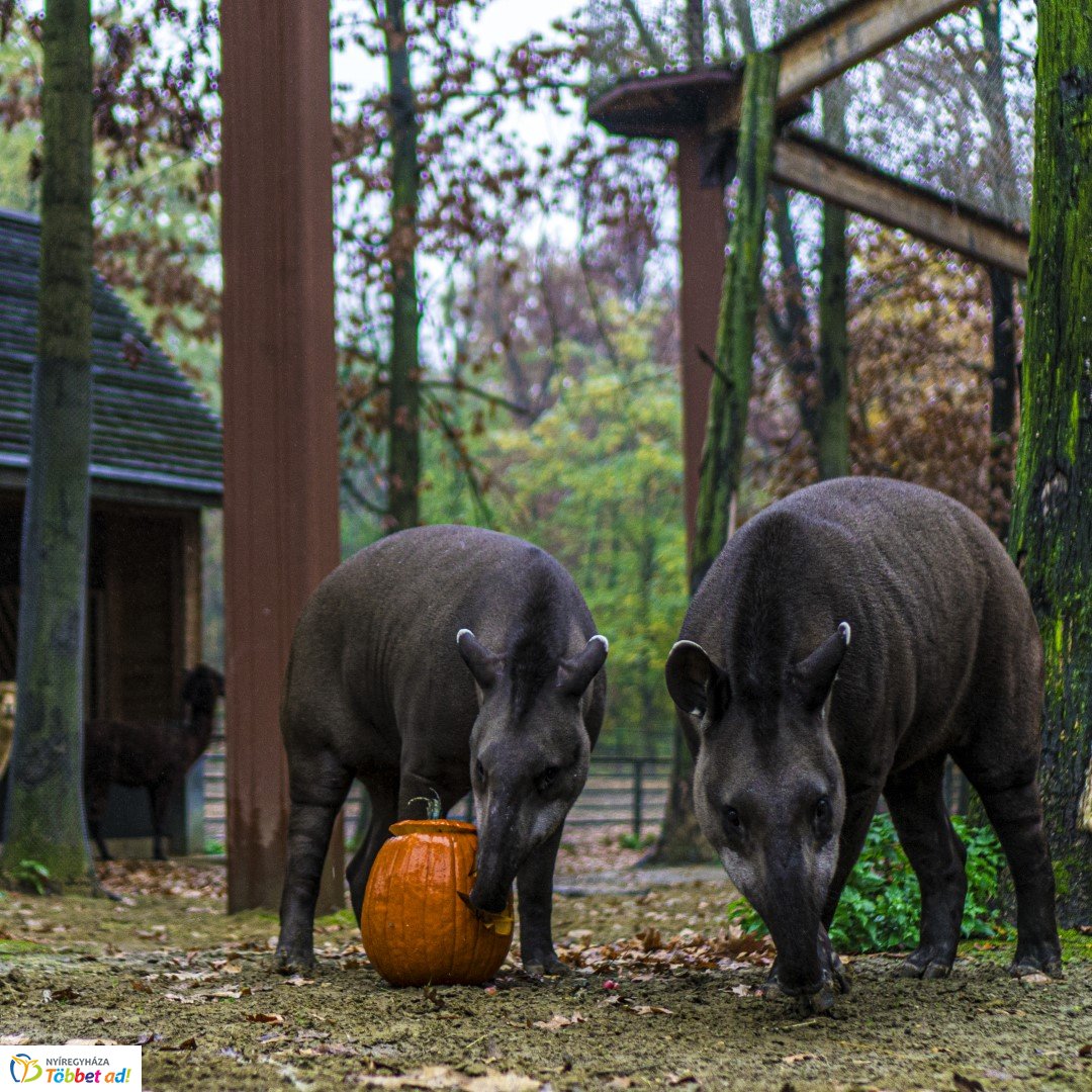Halloween a Nyíregyházi Állatparkban 2.