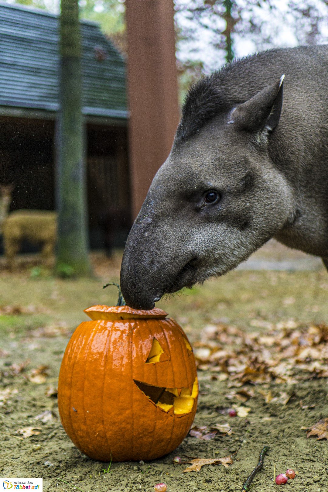Halloween a Nyíregyházi Állatparkban 2.