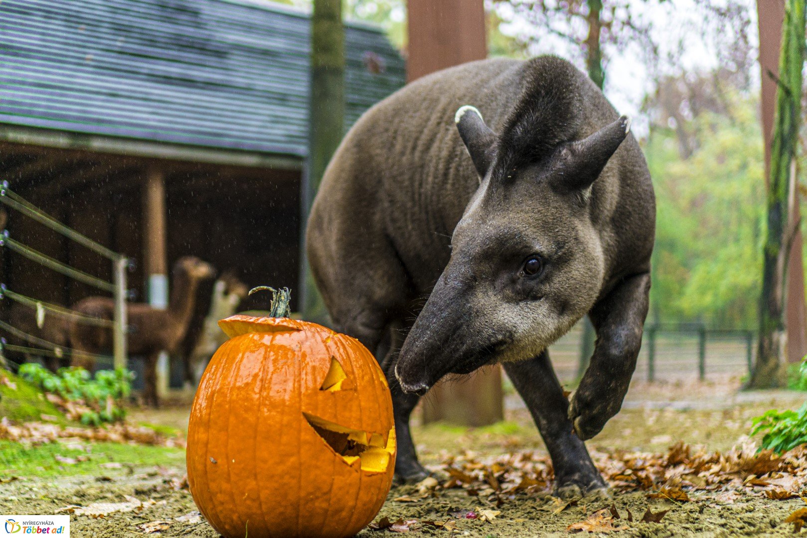 Halloween a Nyíregyházi Állatparkban 2.