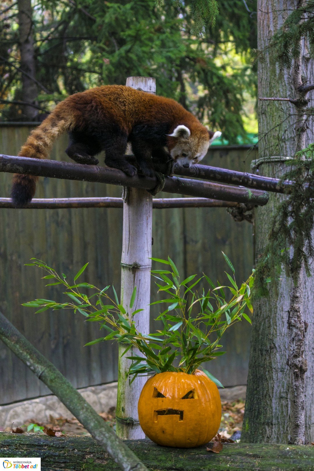 Halloween a Nyíregyházi Állatparkban 2.
