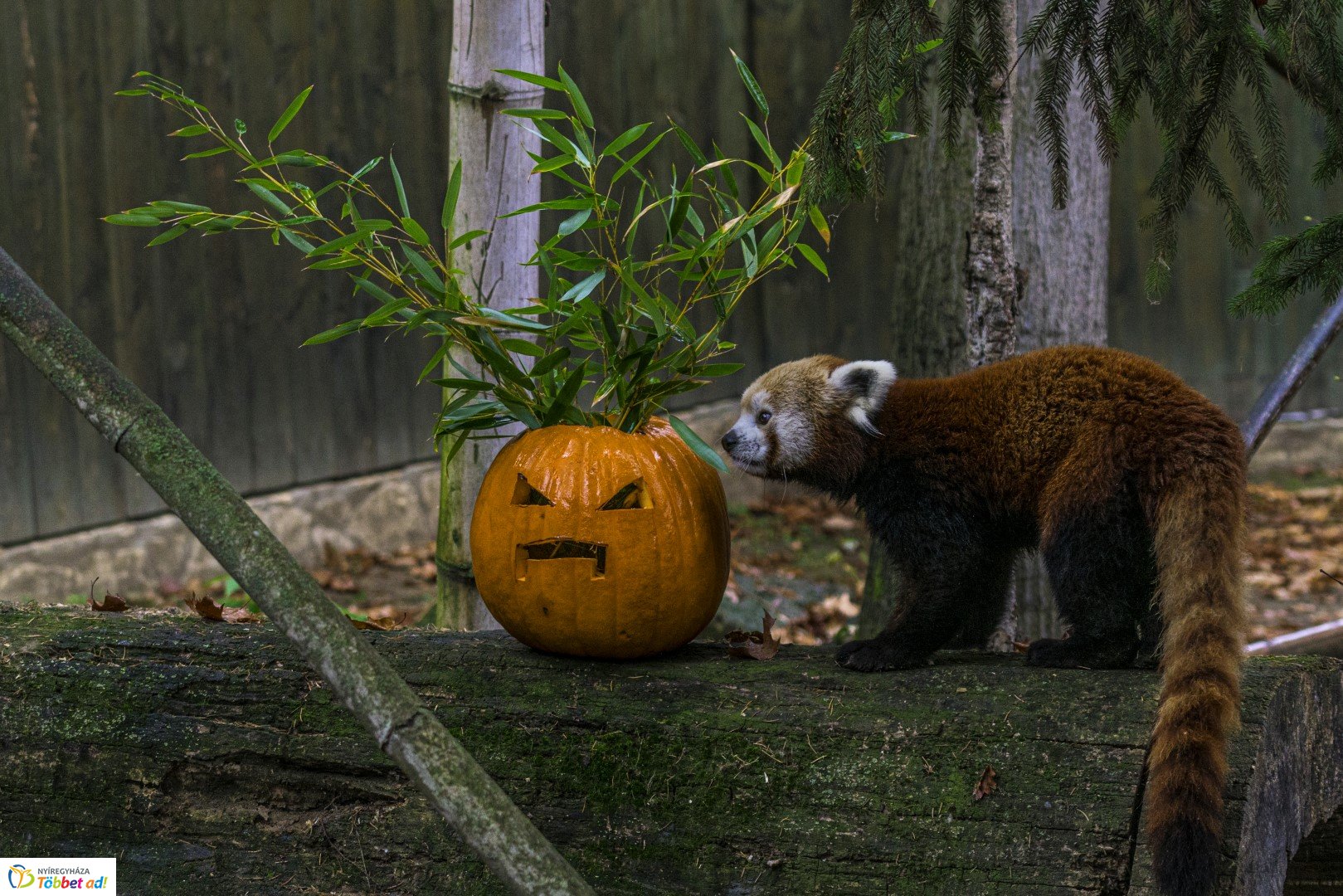 Halloween a Nyíregyházi Állatparkban 2.