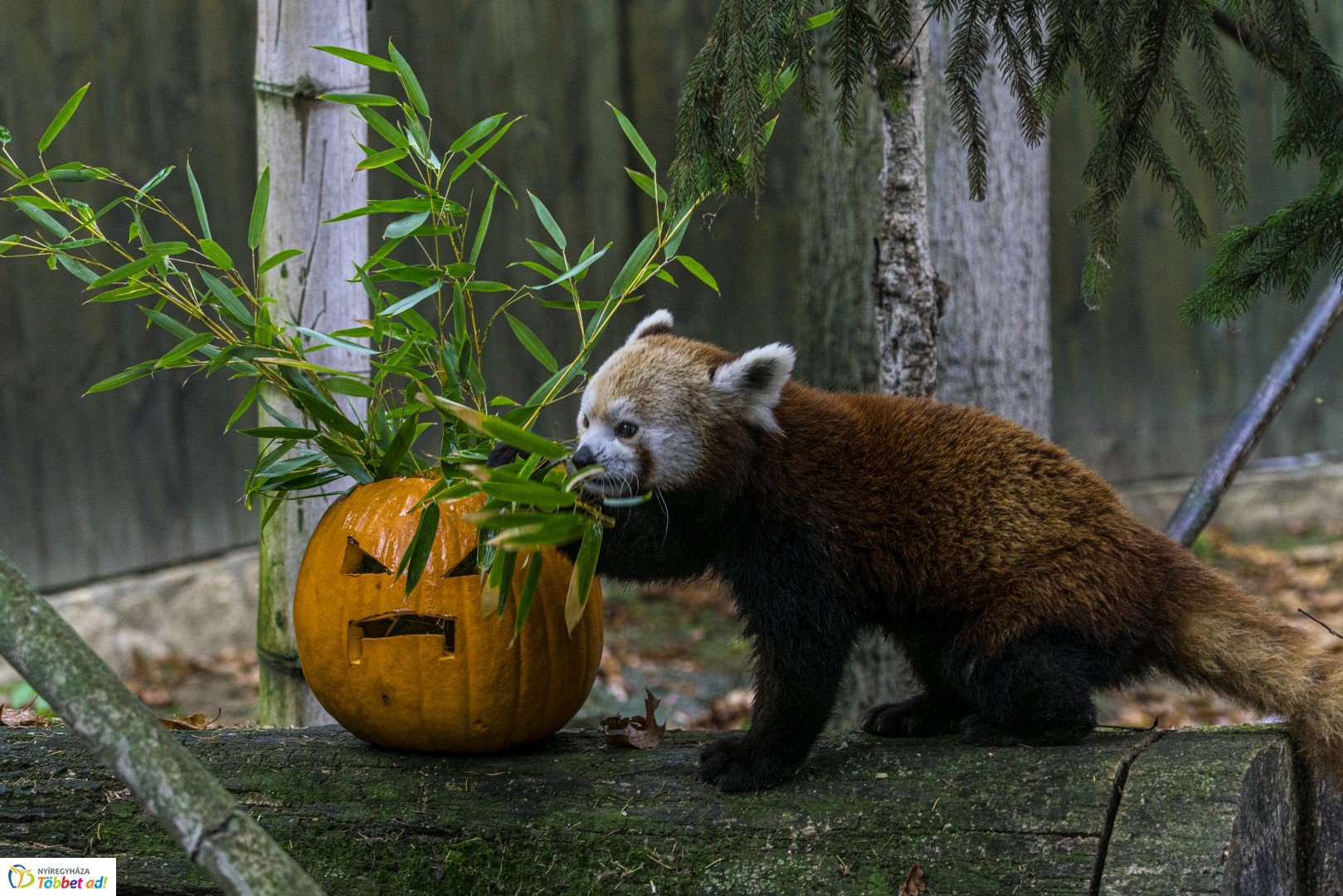 Halloween a Nyíregyházi Állatparkban 2.