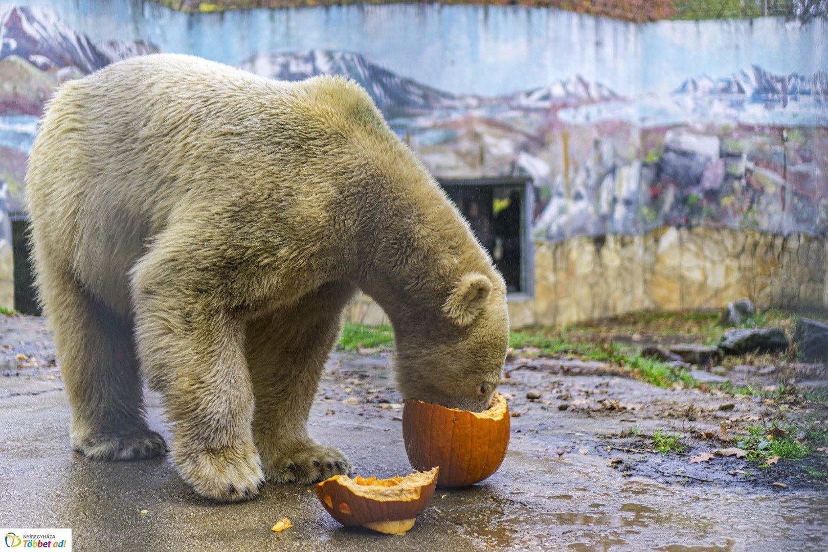 Halloween a Nyíregyházi Állatparkban 2.