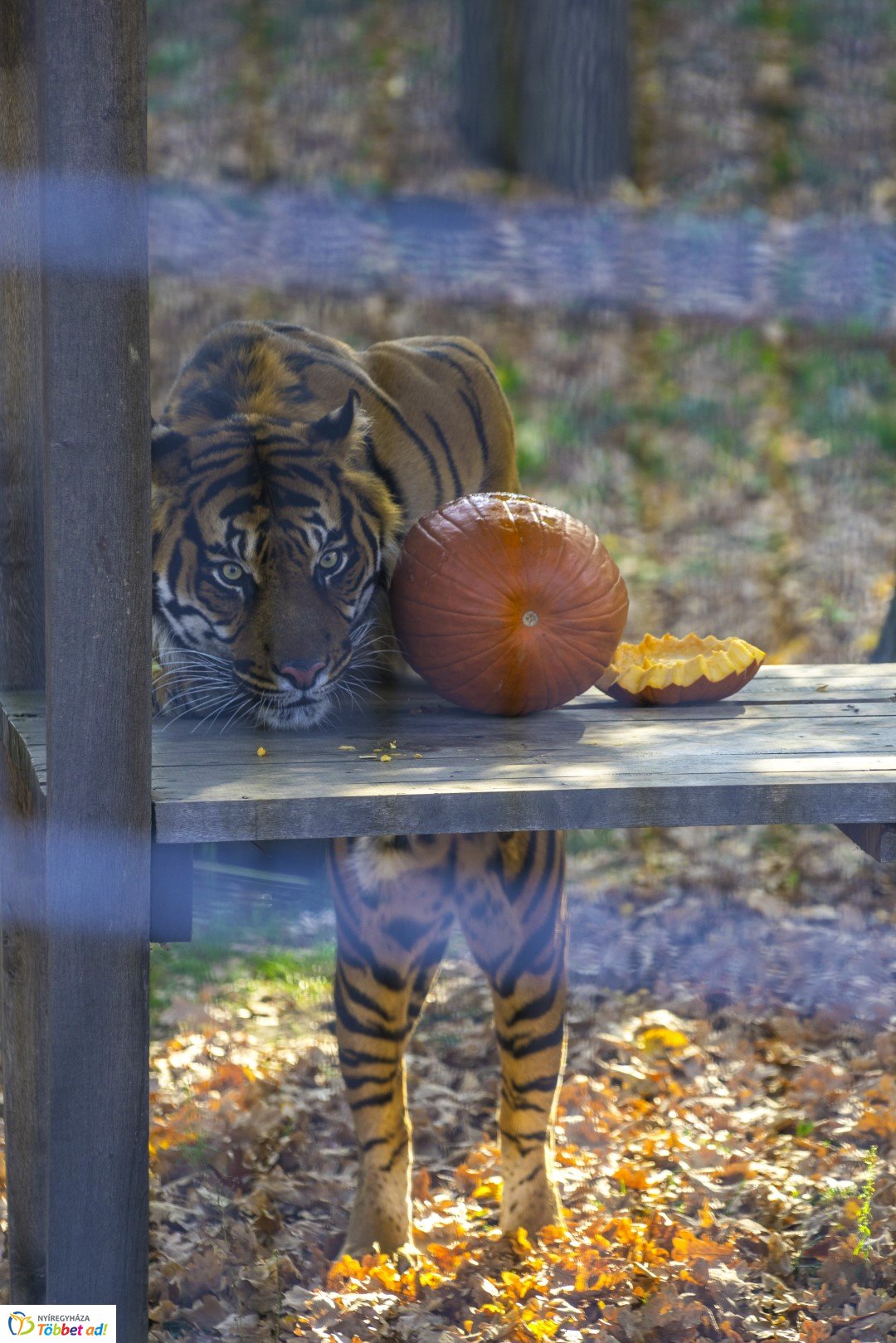 Halloween a Nyíregyházi Állatparkban