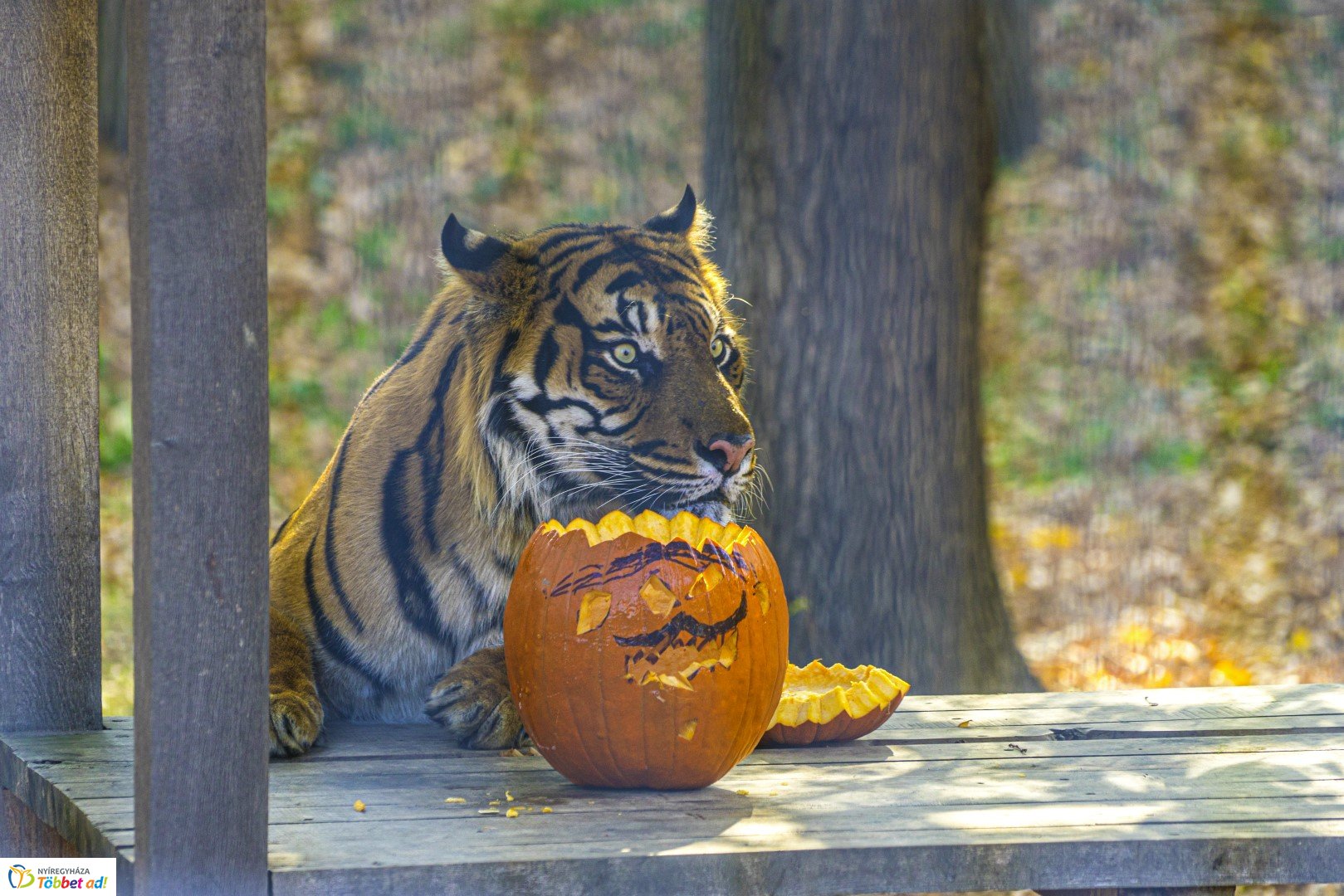Halloween a Nyíregyházi Állatparkban