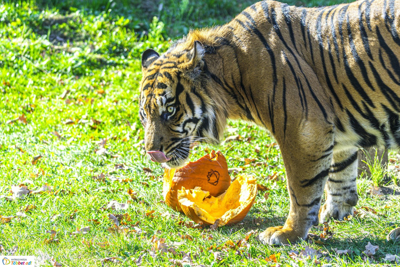 Halloween a Nyíregyházi Állatparkban
