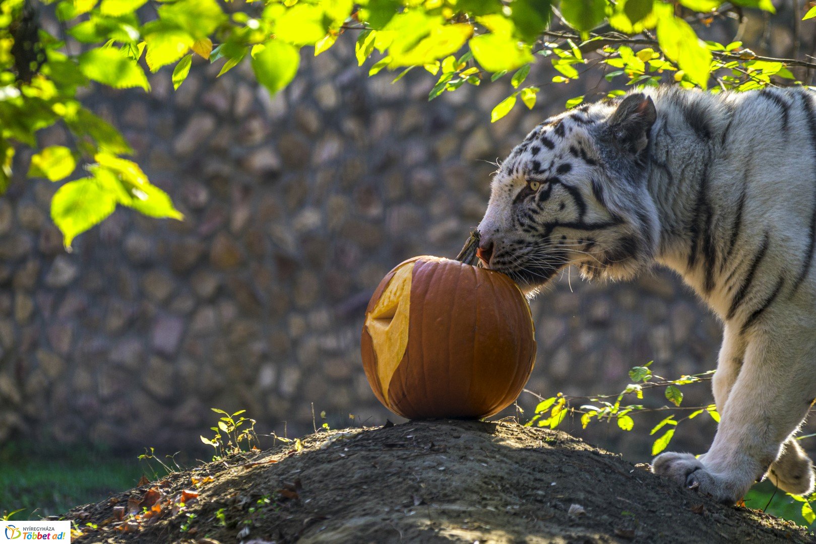 Halloween a Nyíregyházi Állatparkban