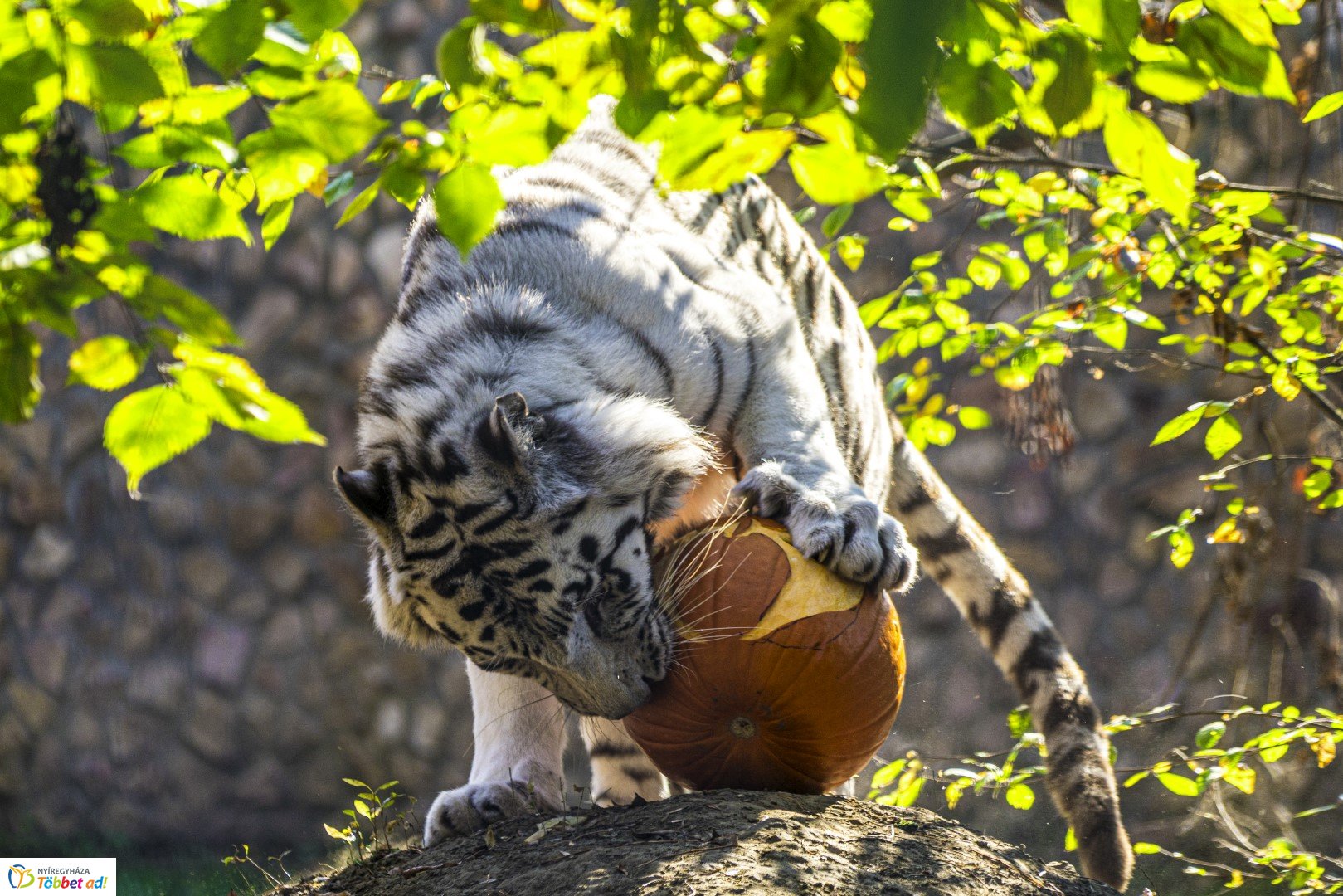Halloween a Nyíregyházi Állatparkban