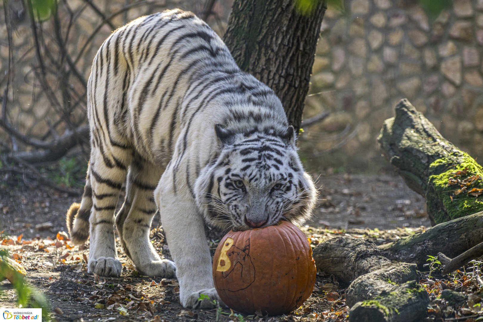 Halloween a Nyíregyházi Állatparkban