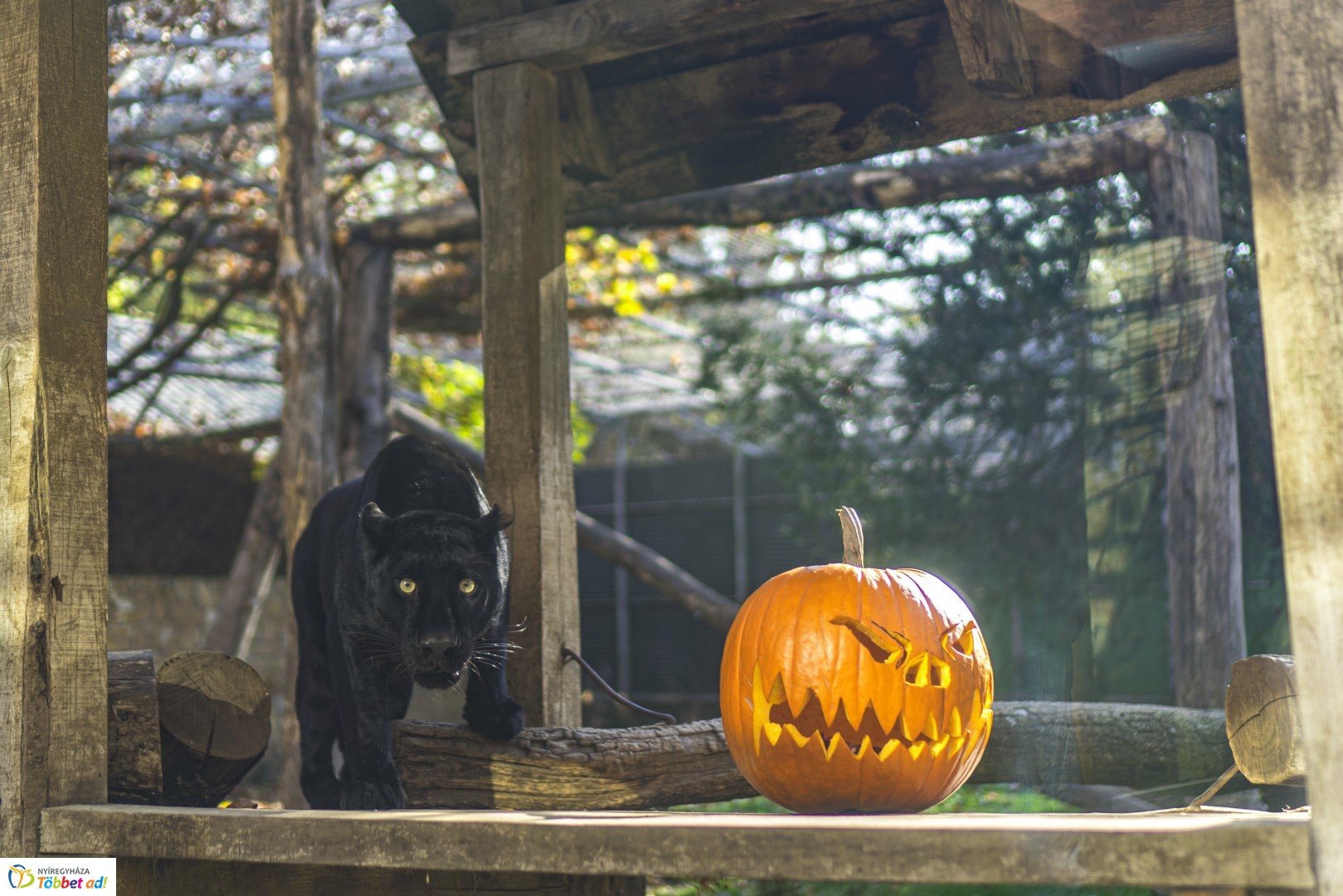 Halloween a Nyíregyházi Állatparkban