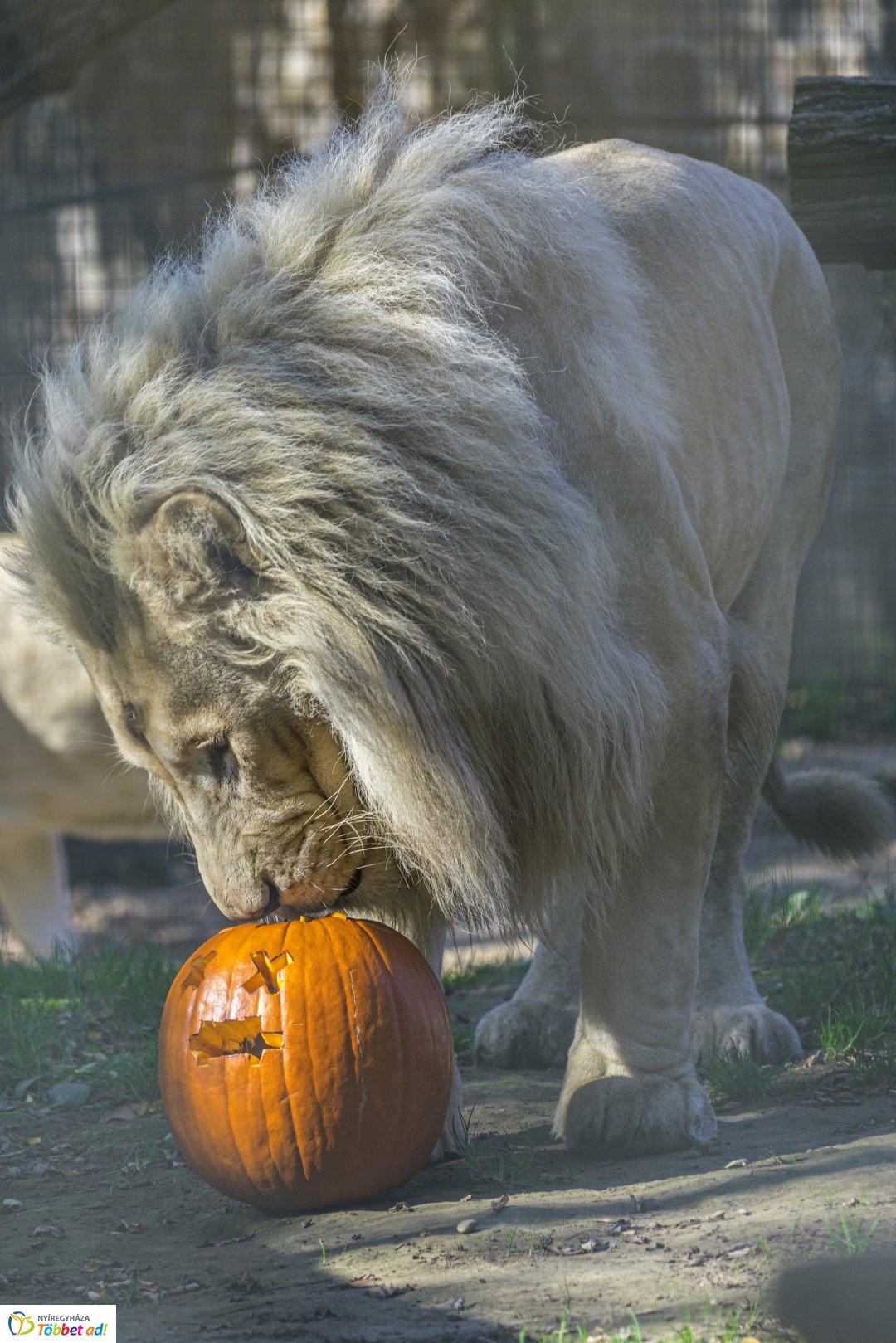 Halloween a Nyíregyházi Állatparkban