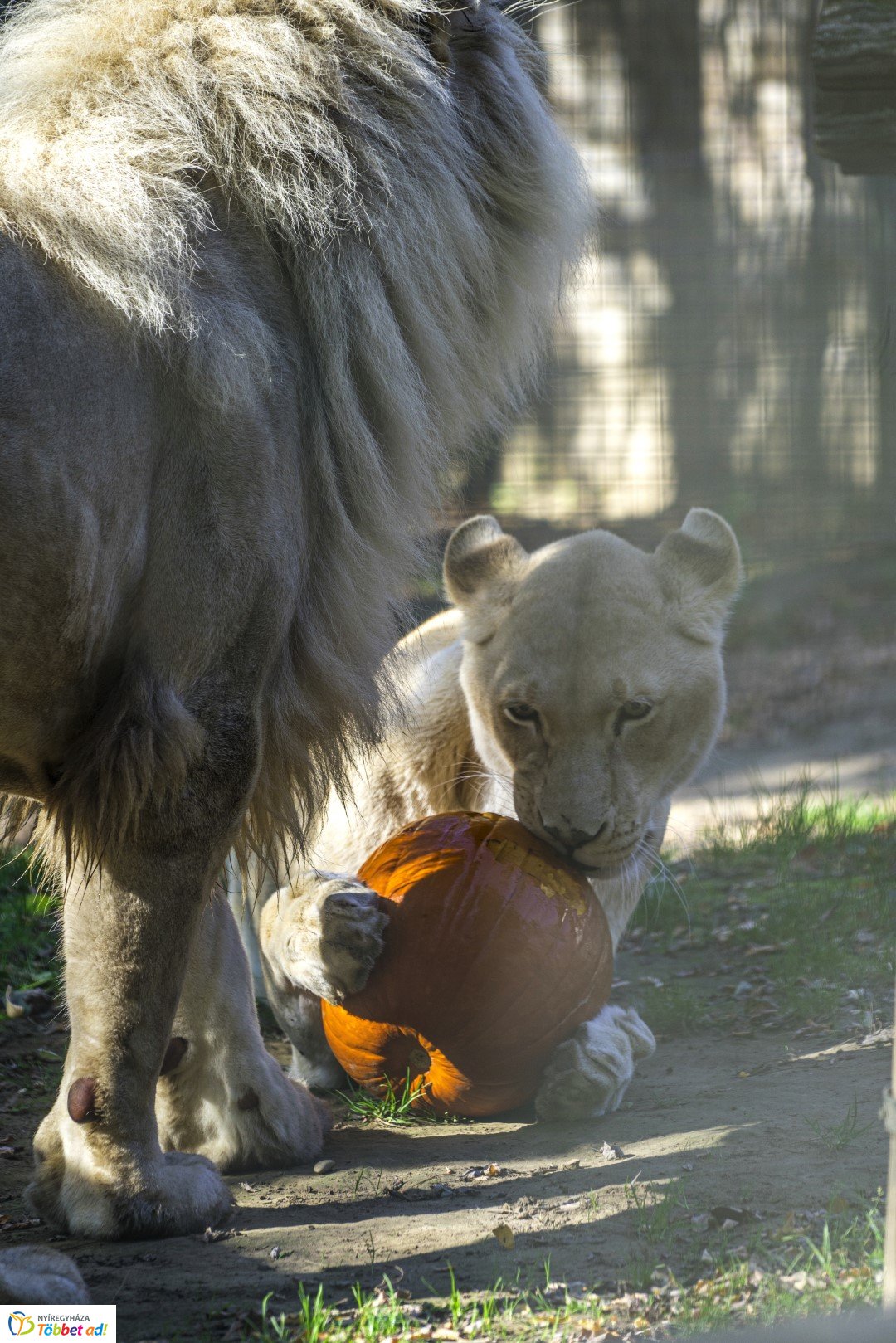 Halloween a Nyíregyházi Állatparkban