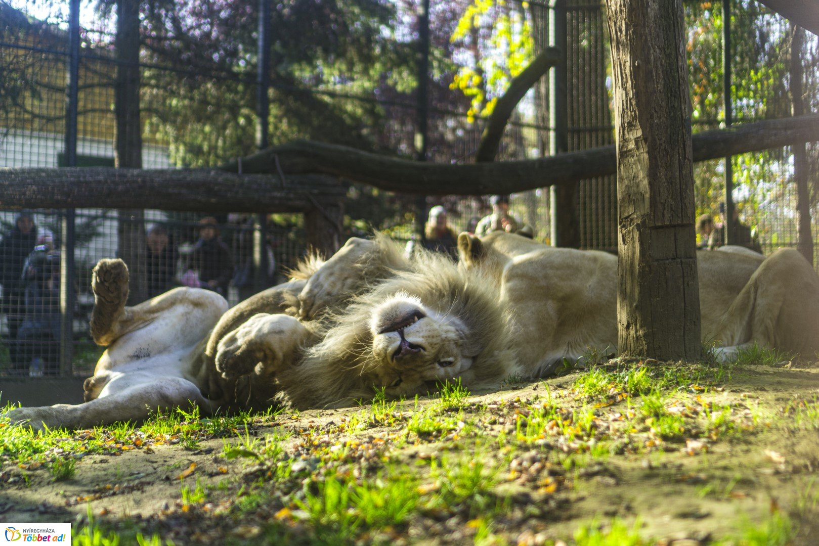 Halloween a Nyíregyházi Állatparkban