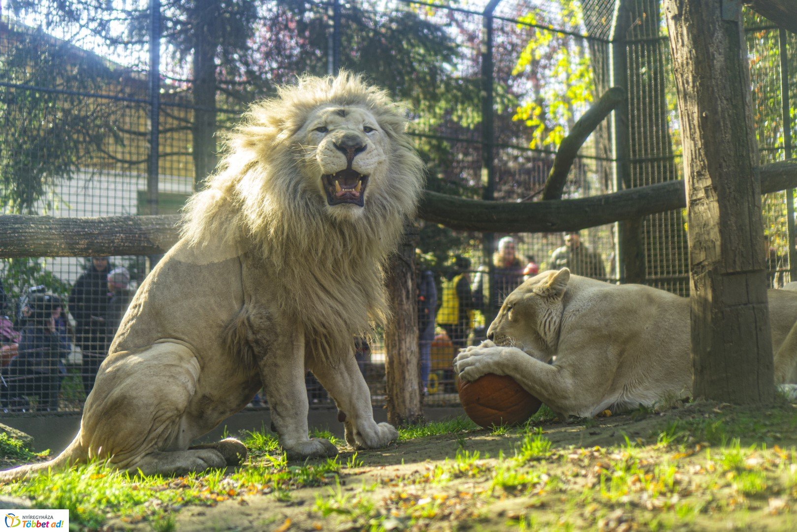 Halloween a Nyíregyházi Állatparkban