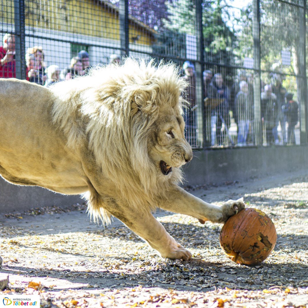 Halloween a Nyíregyházi Állatparkban