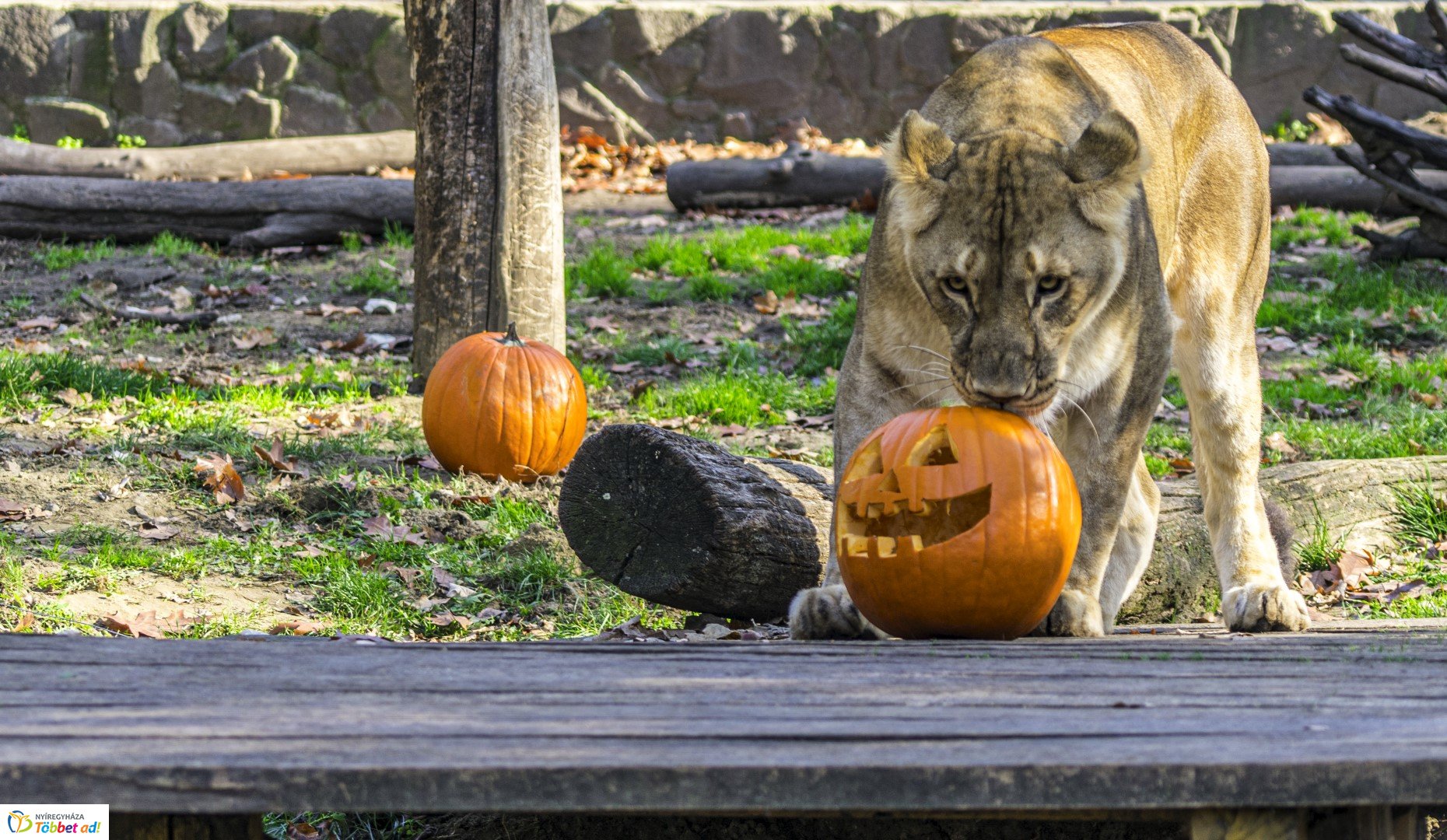 Halloween a Nyíregyházi Állatparkban