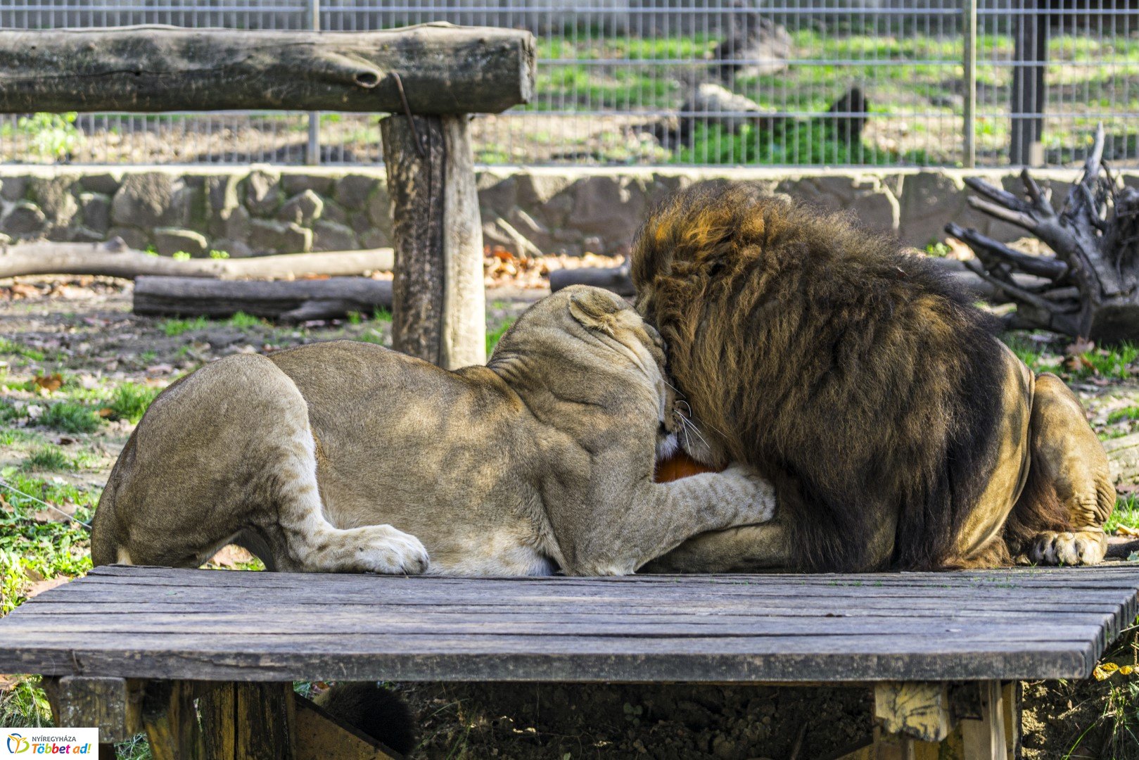 Halloween a Nyíregyházi Állatparkban