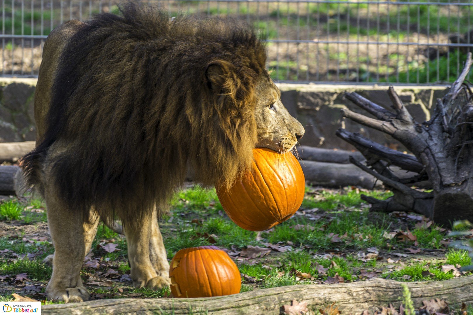 Halloween a Nyíregyházi Állatparkban