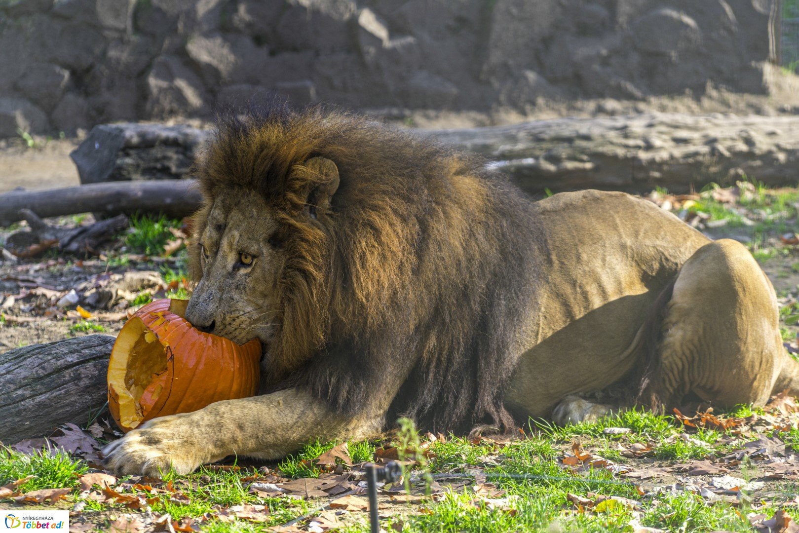 Halloween a Nyíregyházi Állatparkban