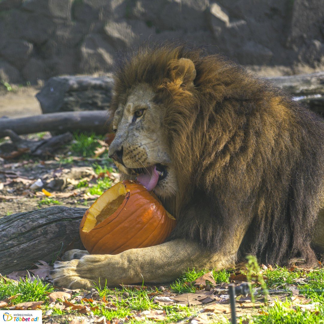 Halloween a Nyíregyházi Állatparkban