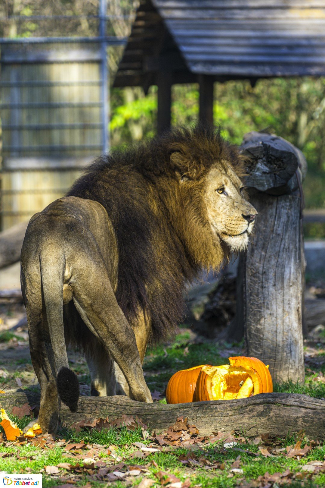 Halloween a Nyíregyházi Állatparkban