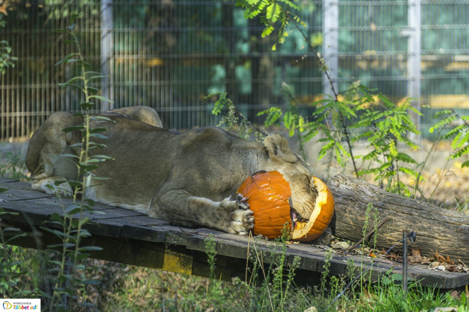 Halloween a Nyíregyházi Állatparkban