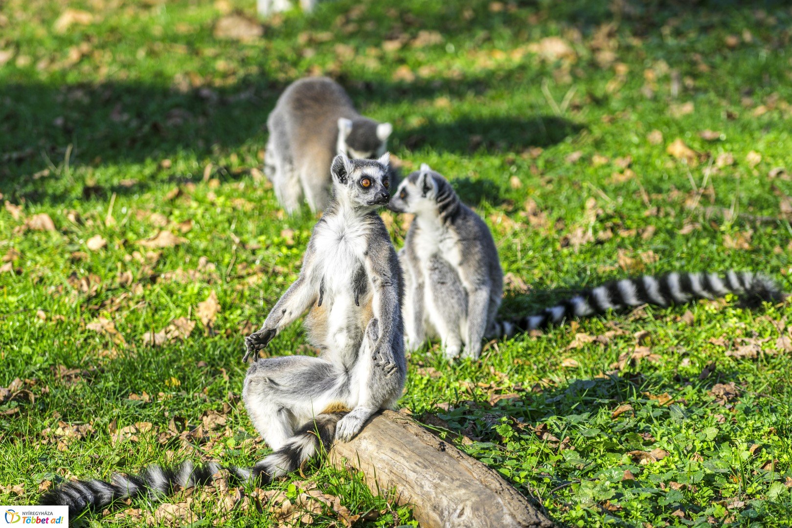 Halloween a Nyíregyházi Állatparkban