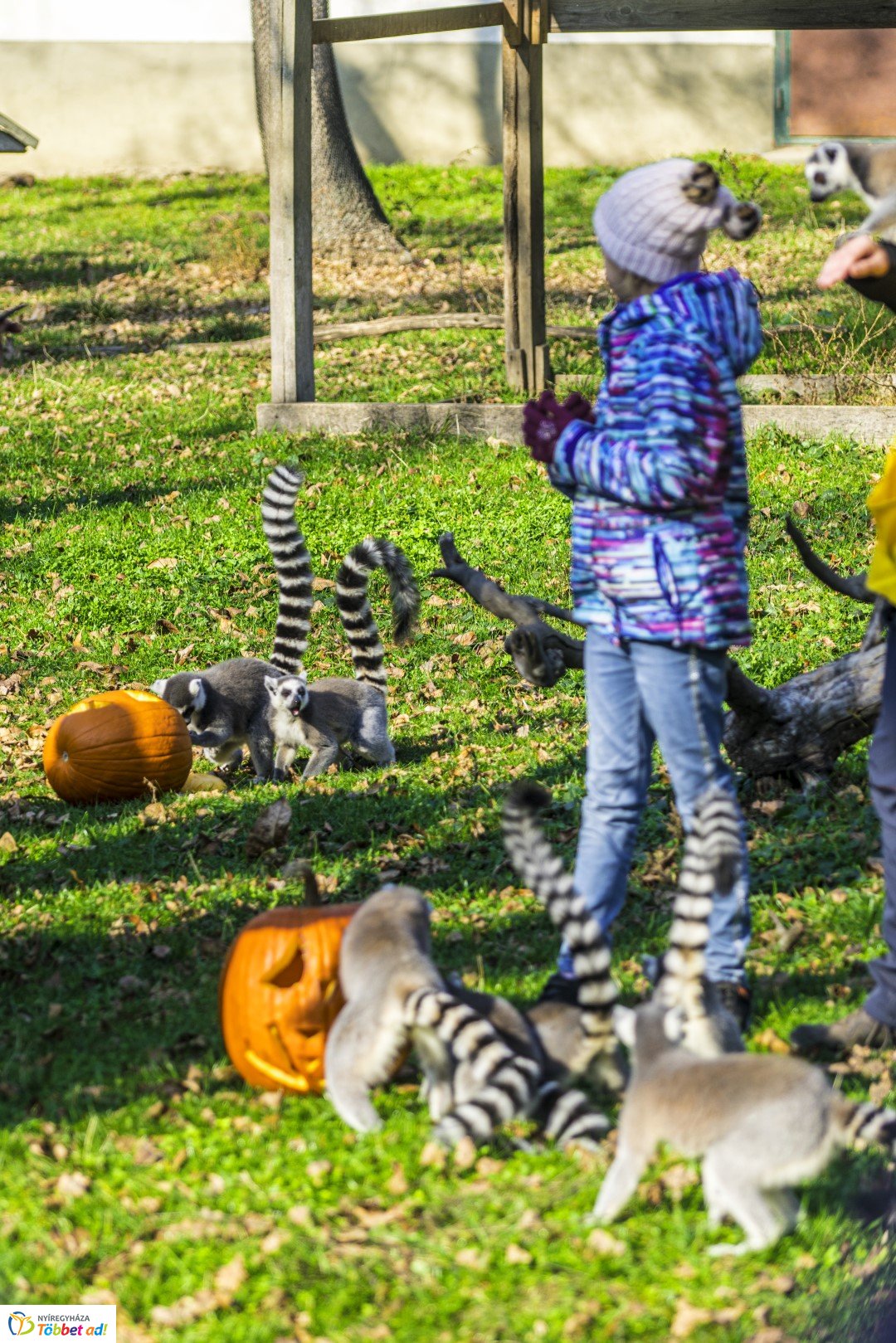 Halloween a Nyíregyházi Állatparkban