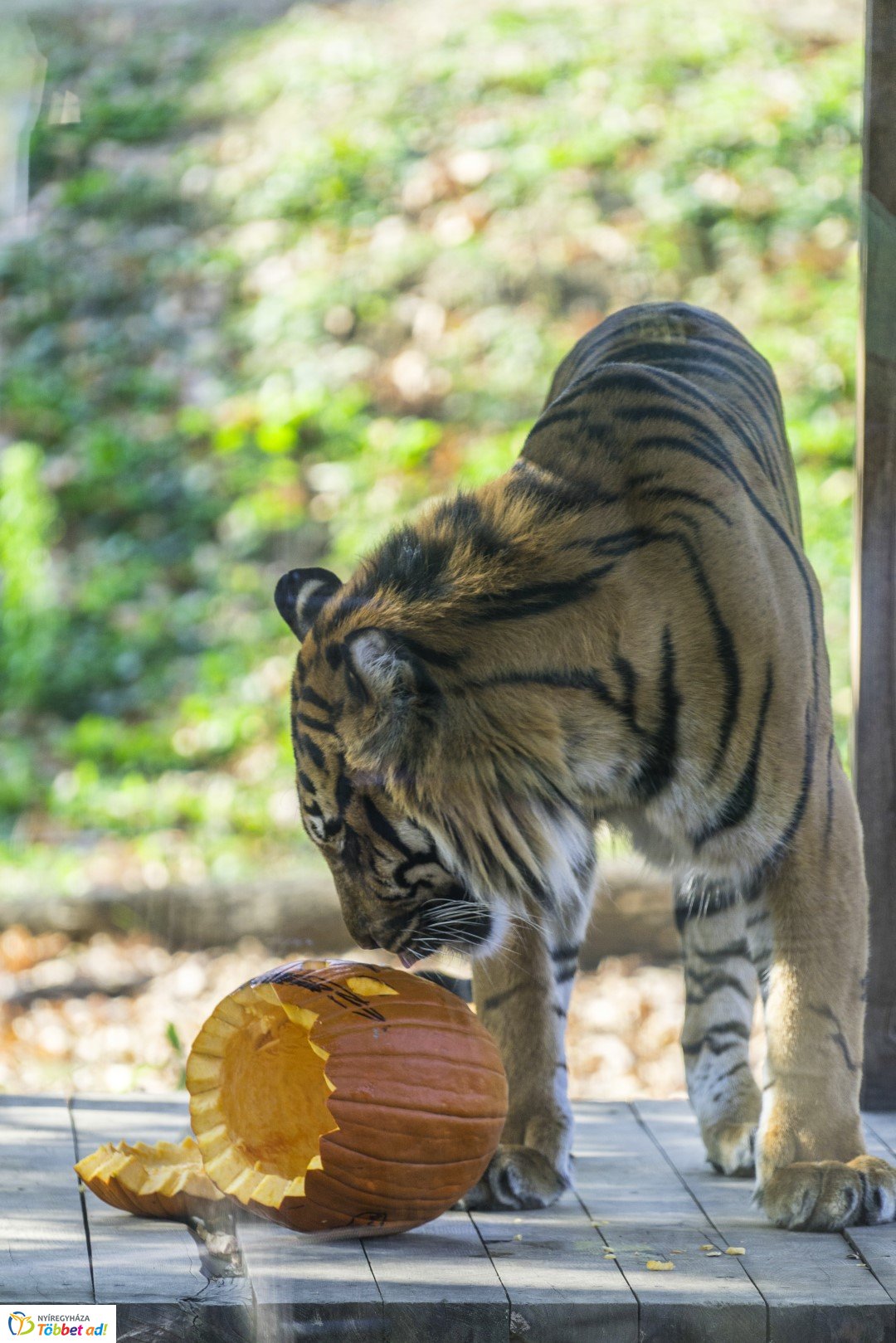 Halloween a Nyíregyházi Állatparkban
