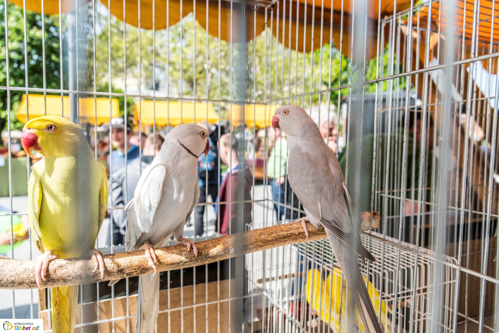 Hangulatképek a Helló Nyíregyházáról